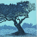 Olyfboom