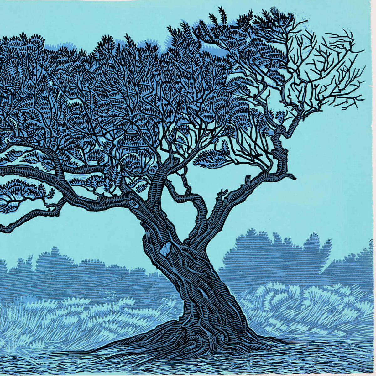 Olyfboom