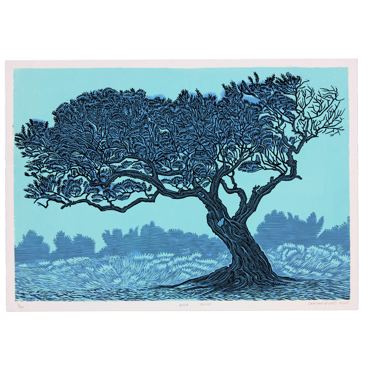 Olyfboom