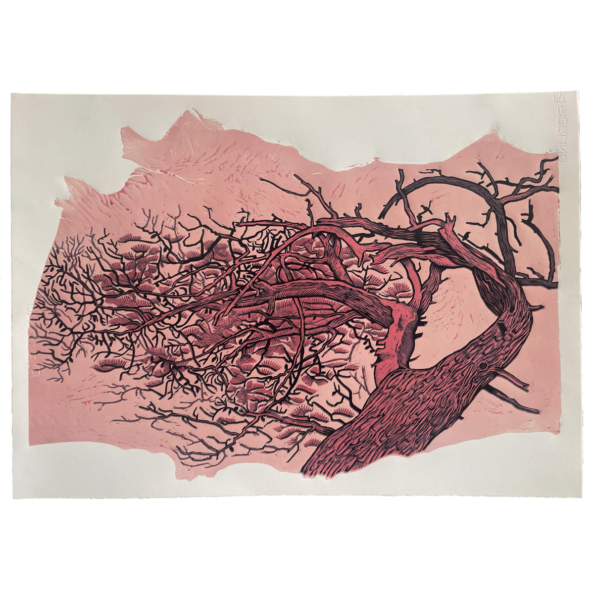 Ragged Pine